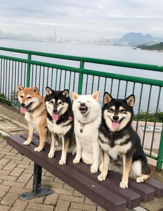 Illustration de l'article : 20 hilarantes photos de groupe "gâchées" par Hina, le Shiba Inu qui adore faire sa loi