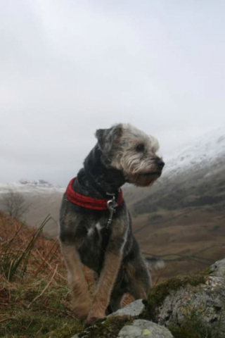 Illustration de l'article : 9 photos de chiens qui sont toujours enthousiastes à l'idée de partir en vadrouille