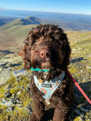 Illustration de l'article : 9 photos de chiens qui sont toujours enthousiastes à l'idée de partir en vadrouille