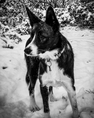 Illustration de l'article : 9 photos de chiens qui sont toujours enthousiastes à l'idée de partir en vadrouille