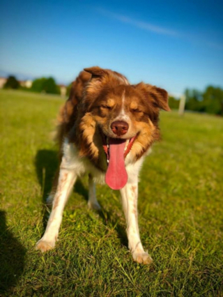 Illustration de l'article : 9 photos de chiens qui sont toujours enthousiastes à l'idée de partir en vadrouille