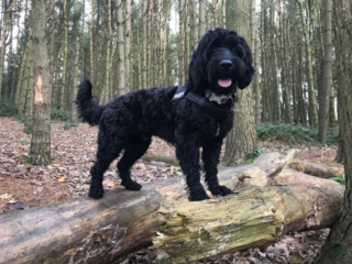 Illustration de l'article : 9 photos de chiens qui sont toujours enthousiastes à l'idée de partir en vadrouille