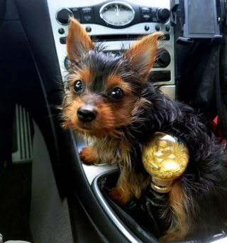 Illustration de l'article : 20 photos de chiots si craquants que vous ne résisterez pas à l'envie de les prendre dans vos bras pendant des heures