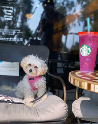 Illustration de l'article : 20 photos de chiots si craquants que vous ne résisterez pas à l'envie de les prendre dans vos bras pendant des heures