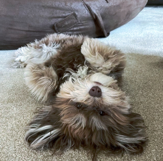 Illustration de l'article : 20 photos de chiots si craquants que vous ne résisterez pas à l'envie de les prendre dans vos bras pendant des heures