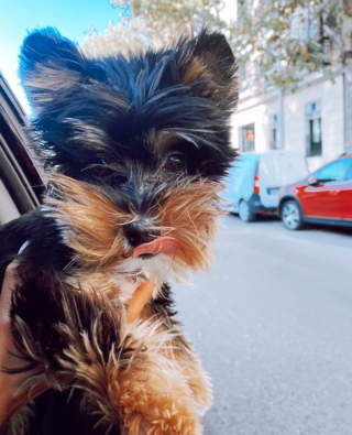 Illustration de l'article : 20 photos de chiots si craquants que vous ne résisterez pas à l'envie de les prendre dans vos bras pendant des heures