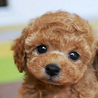 Illustration de l'article : 20 photos de chiots si craquants que vous ne résisterez pas à l'envie de les prendre dans vos bras pendant des heures