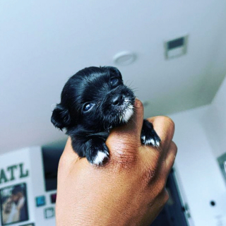 Illustration de l'article : 20 photos de chiots si craquants que vous ne résisterez pas à l'envie de les prendre dans vos bras pendant des heures