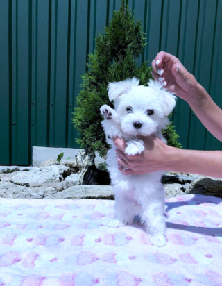 Illustration de l'article : 20 photos de chiots si craquants que vous ne résisterez pas à l'envie de les prendre dans vos bras pendant des heures