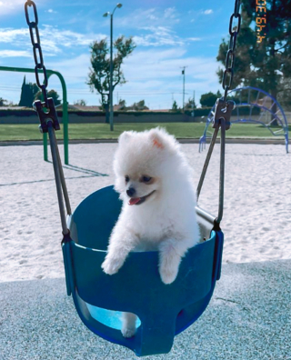 Illustration de l'article : 20 photos de chiots si craquants que vous ne résisterez pas à l'envie de les prendre dans vos bras pendant des heures