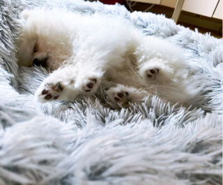 Illustration de l'article : 20 photos de chiots si craquants que vous ne résisterez pas à l'envie de les prendre dans vos bras pendant des heures