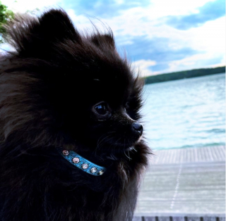 Illustration de l'article : 20 photos de chiots si craquants que vous ne résisterez pas à l'envie de les prendre dans vos bras pendant des heures