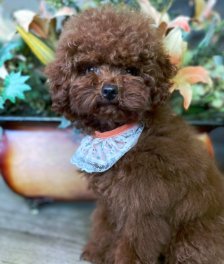 Illustration de l'article : 20 photos de chiots si craquants que vous ne résisterez pas à l'envie de les prendre dans vos bras pendant des heures