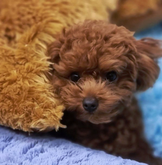 Illustration de l'article : 20 photos de chiots si craquants que vous ne résisterez pas à l'envie de les prendre dans vos bras pendant des heures