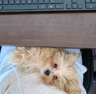 Illustration de l'article : 20 photos de chiots si craquants que vous ne résisterez pas à l'envie de les prendre dans vos bras pendant des heures