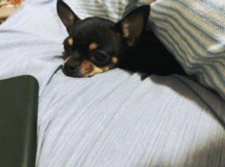 Illustration de l'article : 20 photos de chiots si craquants que vous ne résisterez pas à l'envie de les prendre dans vos bras pendant des heures