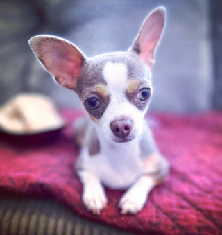 Illustration de l'article : 20 photos de chiots si craquants que vous ne résisterez pas à l'envie de les prendre dans vos bras pendant des heures