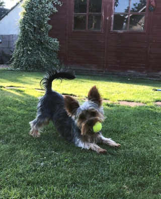 Illustration de l'article : 20 photos de chiots si craquants que vous ne résisterez pas à l'envie de les prendre dans vos bras pendant des heures