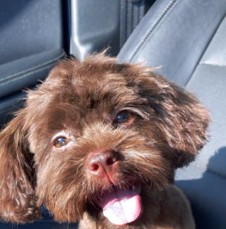 Illustration de l'article : 20 photos de chiots si craquants que vous ne résisterez pas à l'envie de les prendre dans vos bras pendant des heures