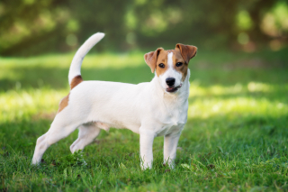 Illustration de l'article : Jack Russell Terrier