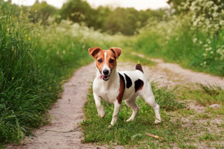 Illustration de l'article : Jack Russell Terrier