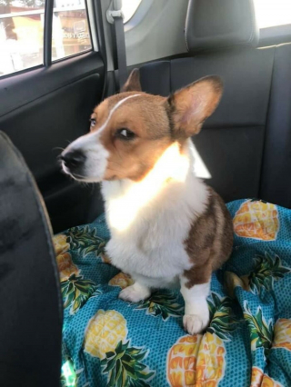 Illustration de l'article : Ces 20 Corgis ne sont pas du tout contents et tiennent à vous le faire savoir