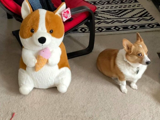 Illustration de l'article : Ces 20 Corgis ne sont pas du tout contents et tiennent à vous le faire savoir