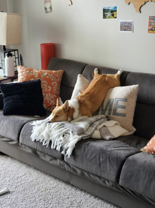 Illustration de l'article : Ces 20 Corgis ne sont pas du tout contents et tiennent à vous le faire savoir