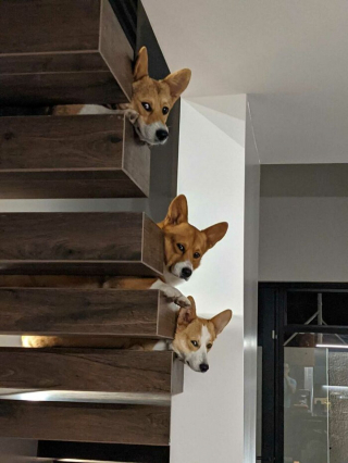 Illustration de l'article : Ces 20 Corgis ne sont pas du tout contents et tiennent à vous le faire savoir