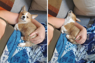 Illustration de l'article : Ces 20 Corgis ne sont pas du tout contents et tiennent à vous le faire savoir
