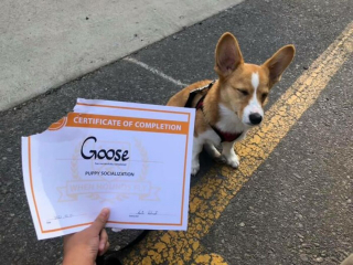 Illustration de l'article : Ces 20 Corgis ne sont pas du tout contents et tiennent à vous le faire savoir