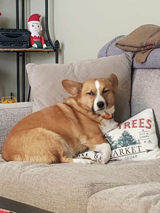 Illustration de l'article : Ces 20 Corgis ne sont pas du tout contents et tiennent à vous le faire savoir