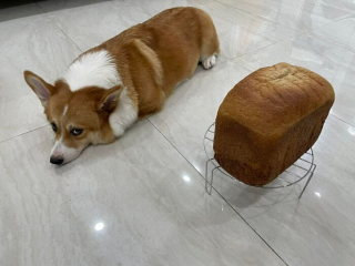 Illustration de l'article : Ces 20 Corgis ne sont pas du tout contents et tiennent à vous le faire savoir