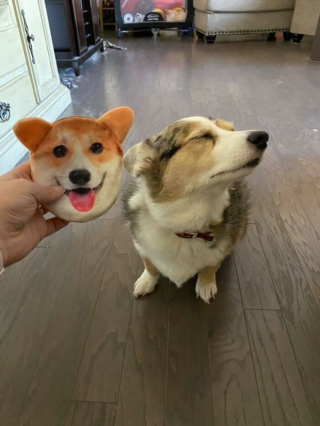 Illustration de l'article : Ces 20 Corgis ne sont pas du tout contents et tiennent à vous le faire savoir