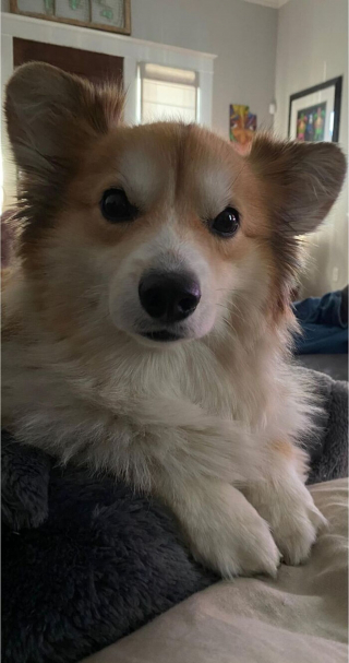 Illustration de l'article : Ces 20 Corgis ne sont pas du tout contents et tiennent à vous le faire savoir