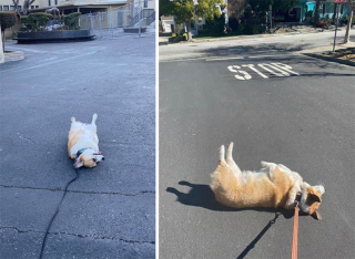Illustration de l'article : Ces 20 Corgis ne sont pas du tout contents et tiennent à vous le faire savoir