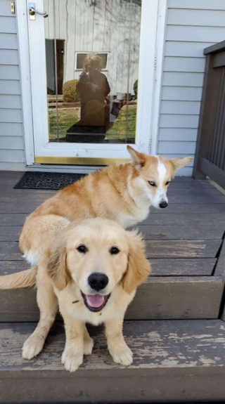 Illustration de l'article : Ces 20 Corgis ne sont pas du tout contents et tiennent &agrave; vous le faire savoir