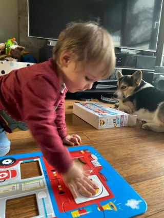 Illustration de l'article : Ces 20 Corgis ne sont pas du tout contents et tiennent à vous le faire savoir