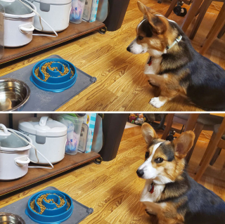 Illustration de l'article : Ces 20 Corgis ne sont pas du tout contents et tiennent à vous le faire savoir