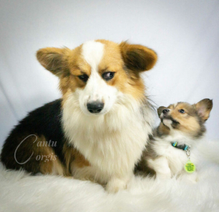 Illustration de l'article : Ces 20 Corgis ne sont pas du tout contents et tiennent à vous le faire savoir