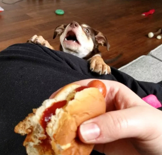 Illustration de l'article : 15 photos de chiens prêts à tout pour vous convaincre de les laisser goûter à ce que vous mangez