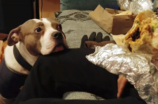 Illustration de l'article : 15 photos de chiens prêts à tout pour vous convaincre de les laisser goûter à ce que vous mangez