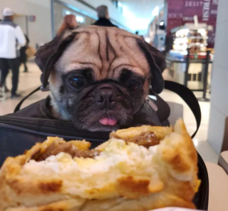 Illustration de l'article : 15 photos de chiens prêts à tout pour vous convaincre de les laisser goûter à ce que vous mangez