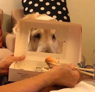 Illustration de l'article : 15 photos de chiens prêts à tout pour vous convaincre de les laisser goûter à ce que vous mangez