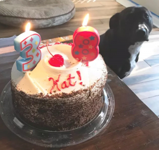 Illustration de l'article : 15 photos de chiens prêts à tout pour vous convaincre de les laisser goûter à ce que vous mangez