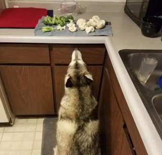 Illustration de l'article : 15 photos de chiens prêts à tout pour vous convaincre de les laisser goûter à ce que vous mangez