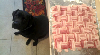 Illustration de l'article : 15 photos de chiens prêts à tout pour vous convaincre de les laisser goûter à ce que vous mangez