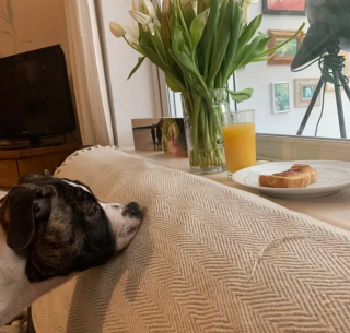 Illustration de l'article : 15 photos de chiens prêts à tout pour vous convaincre de les laisser goûter à ce que vous mangez