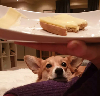 Illustration de l'article : 15 photos de chiens prêts à tout pour vous convaincre de les laisser goûter à ce que vous mangez