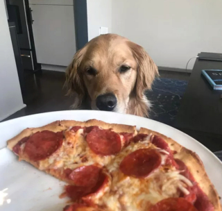 Illustration de l'article : 15 photos de chiens prêts à tout pour vous convaincre de les laisser goûter à ce que vous mangez